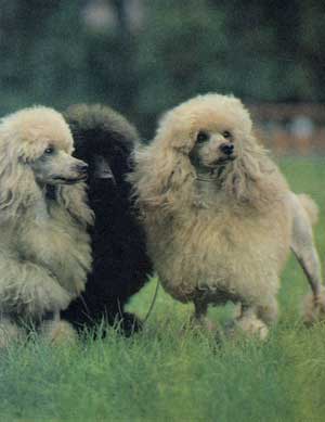 Три хорошенькие сучки карликового пуделя из одного питомника в ЧССР получили наивысшие оценки на Международной выставке 1982 года